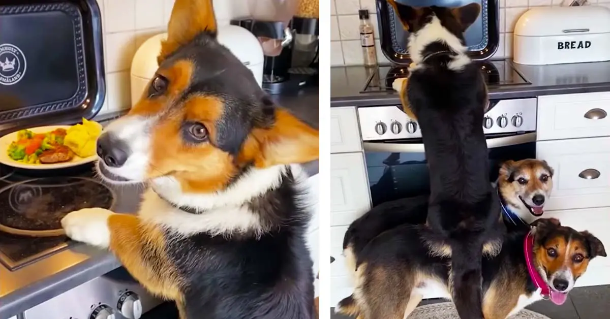 dog steals food