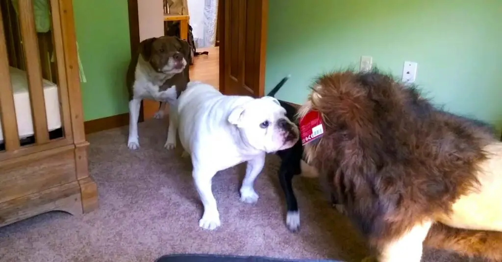 dogs scared of toy lion