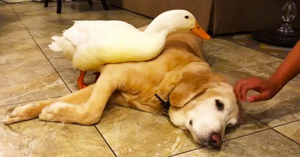 dog protects duck