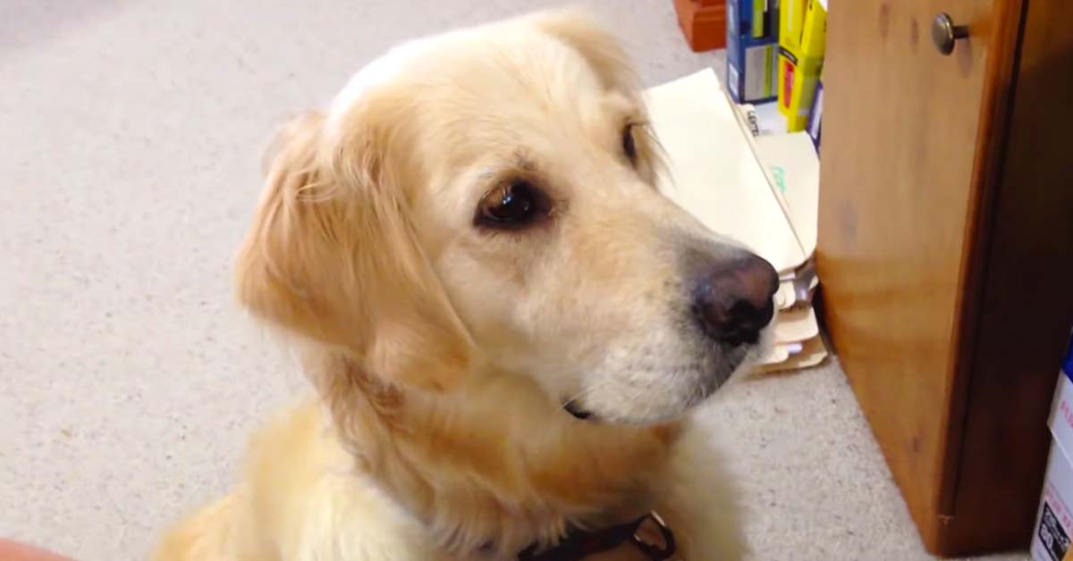 dog hears crying puppy