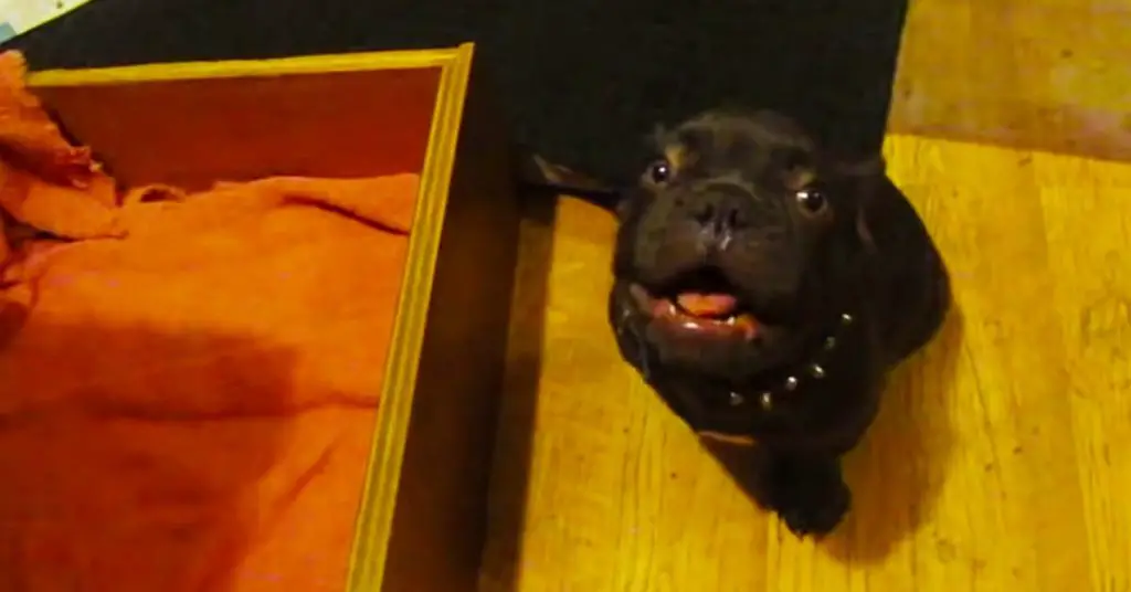 french bulldog argues bedtime