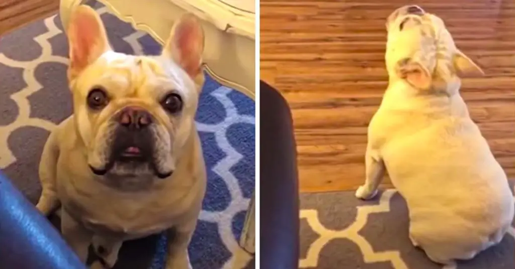 french bulldog tantrum