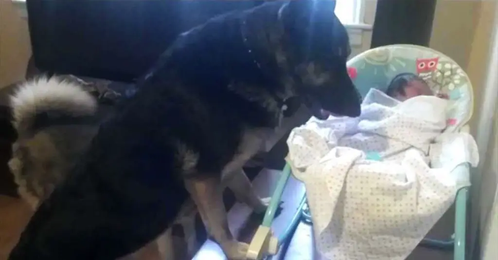 german shepherd protects baby