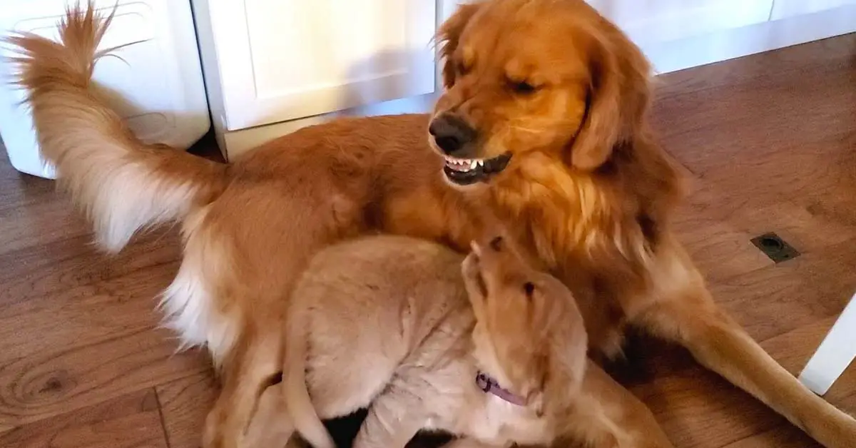golden dad with daughter