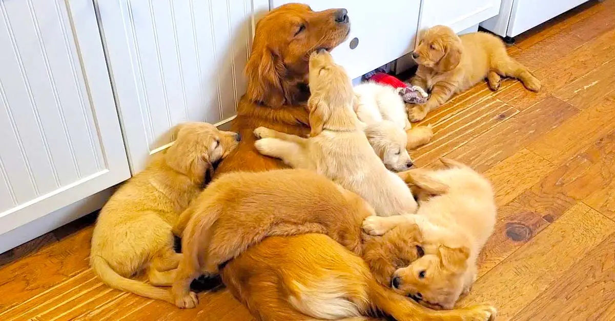 dog dad with puppies