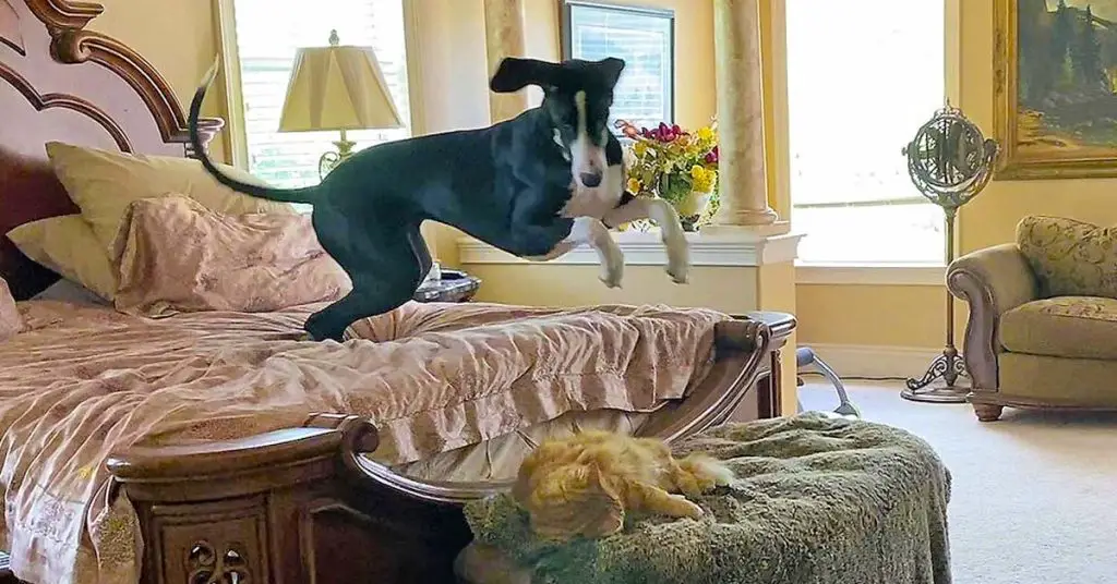 great dane wakes cat