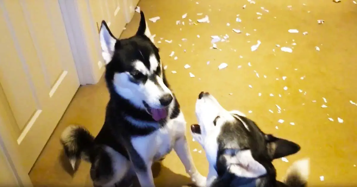 huskies arguing