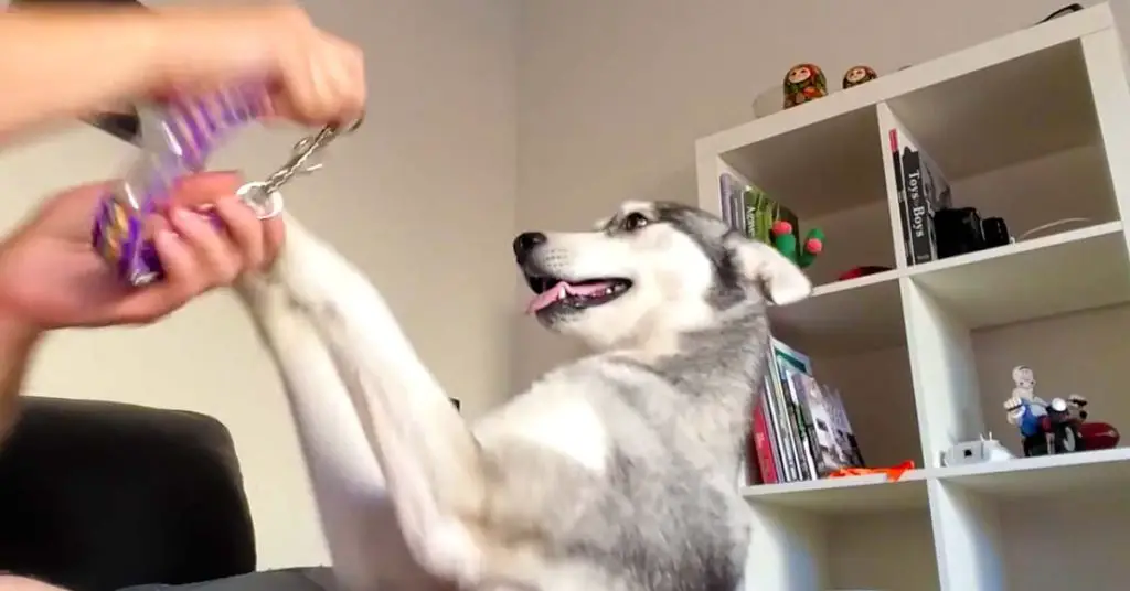 husky refuses collar