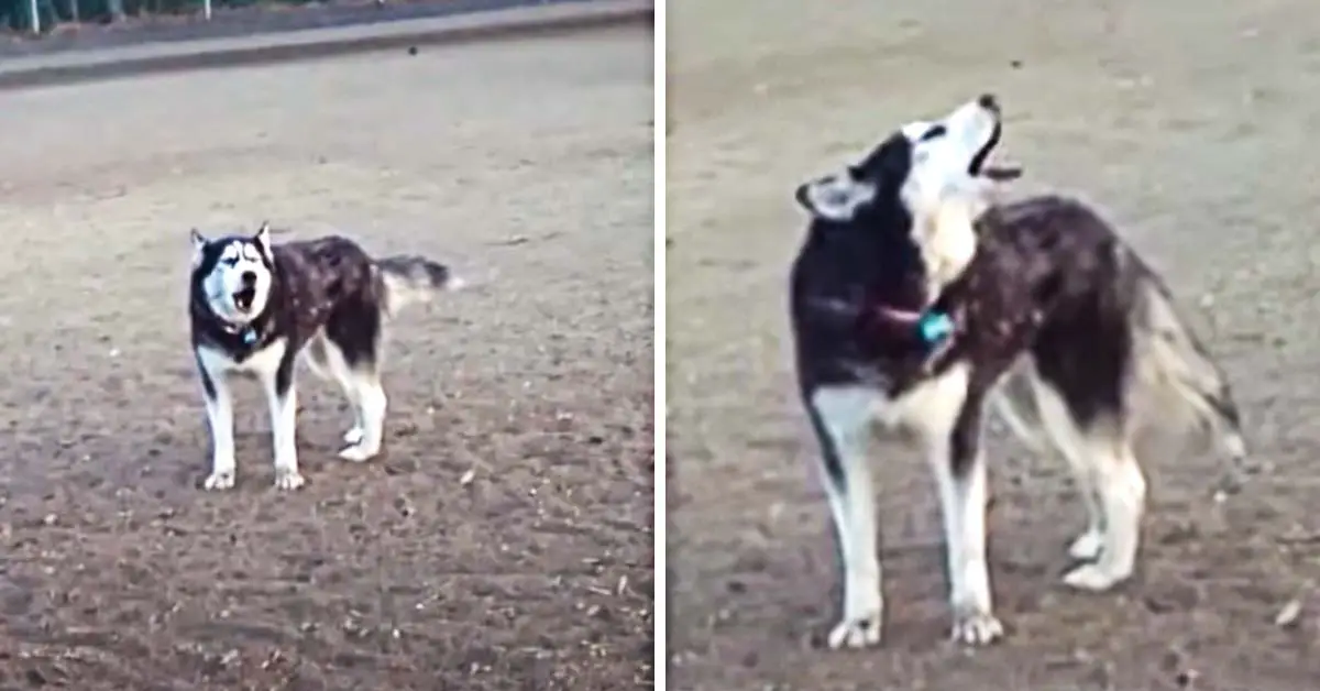 husky at dog park