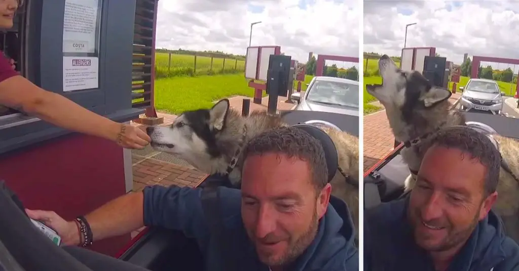 husky howls at drive thru