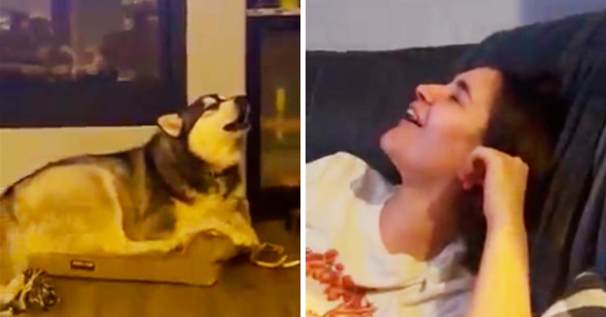 husky howls with owners