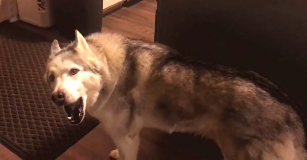 husky screams for treats