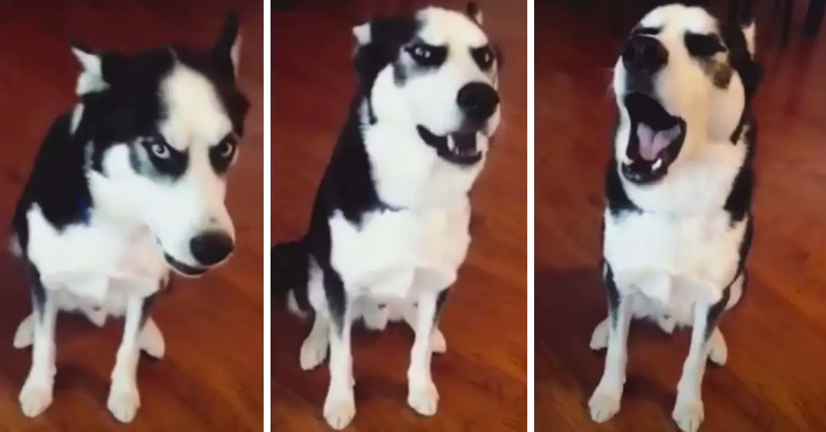 husky throws tantrum