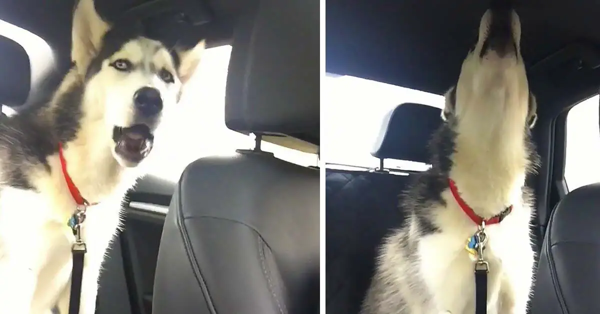 husky throws tantrum