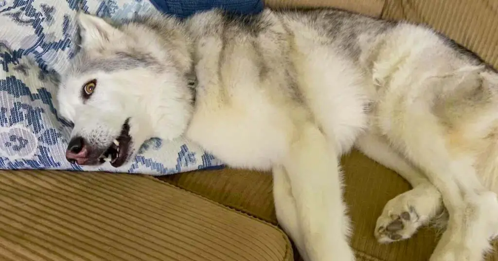 husky throws tantrum