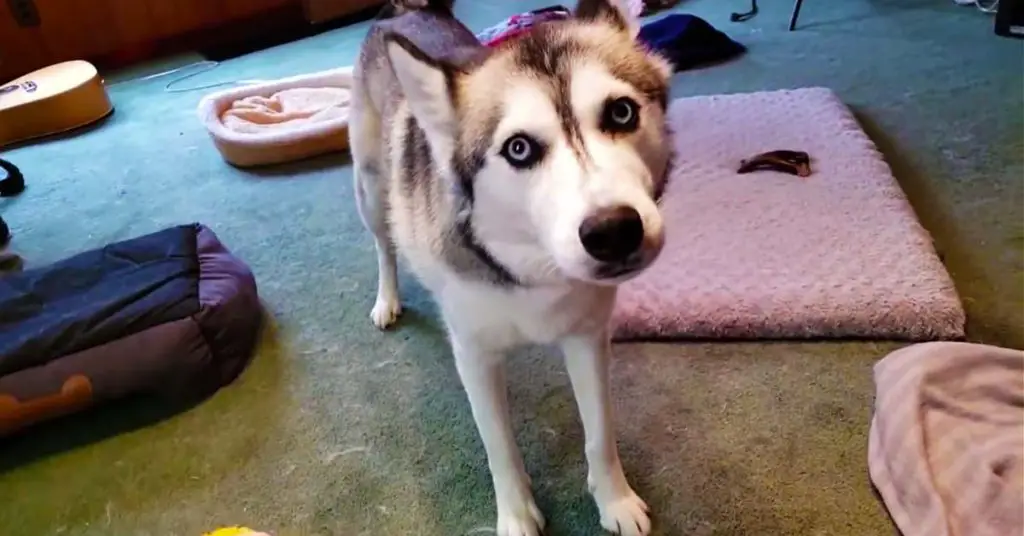 husky throws tantrum over toy