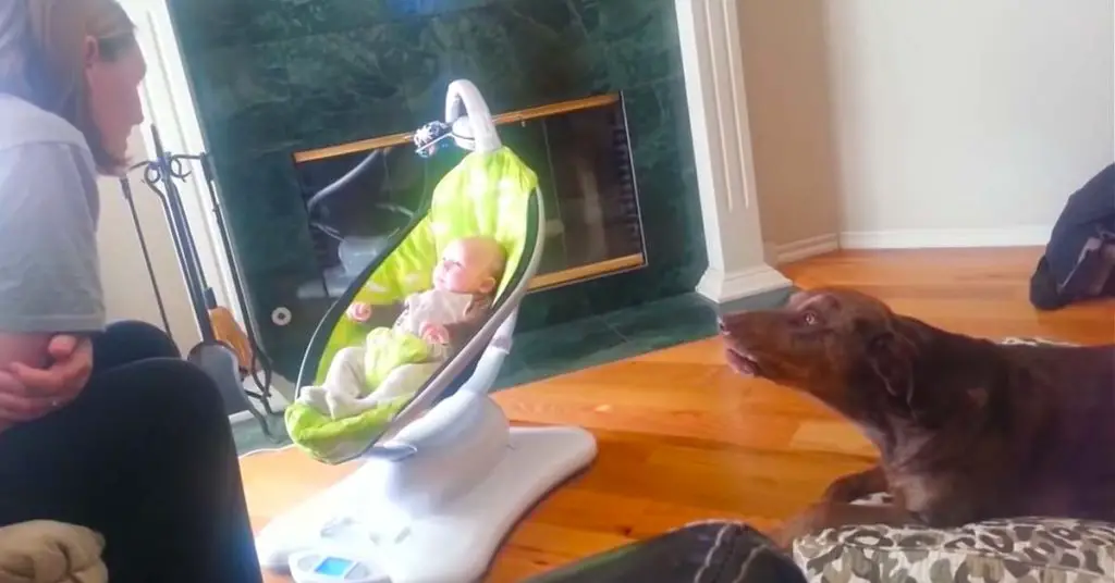 dog jealous of baby