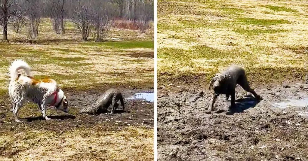 muddy goldendoodle