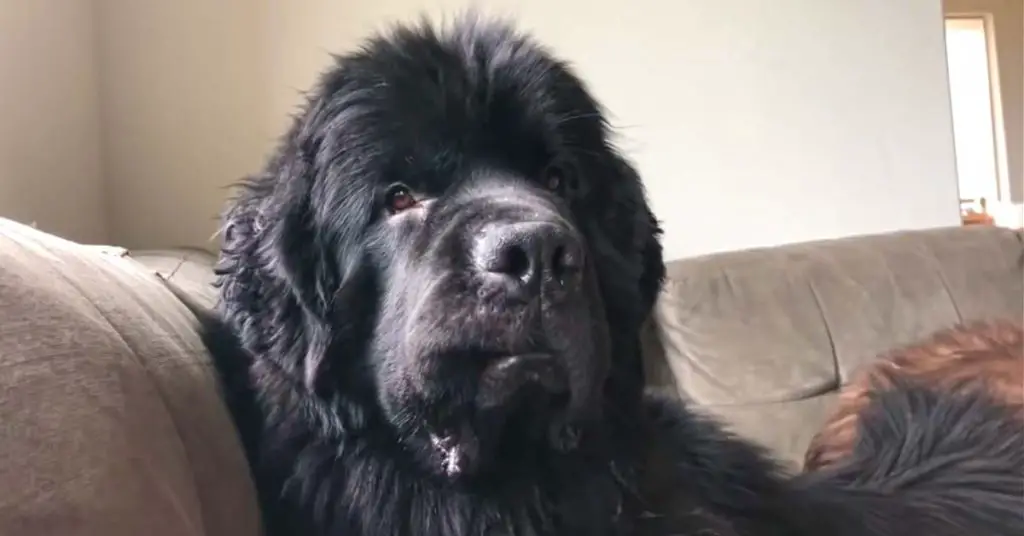 newfoundland curls lip