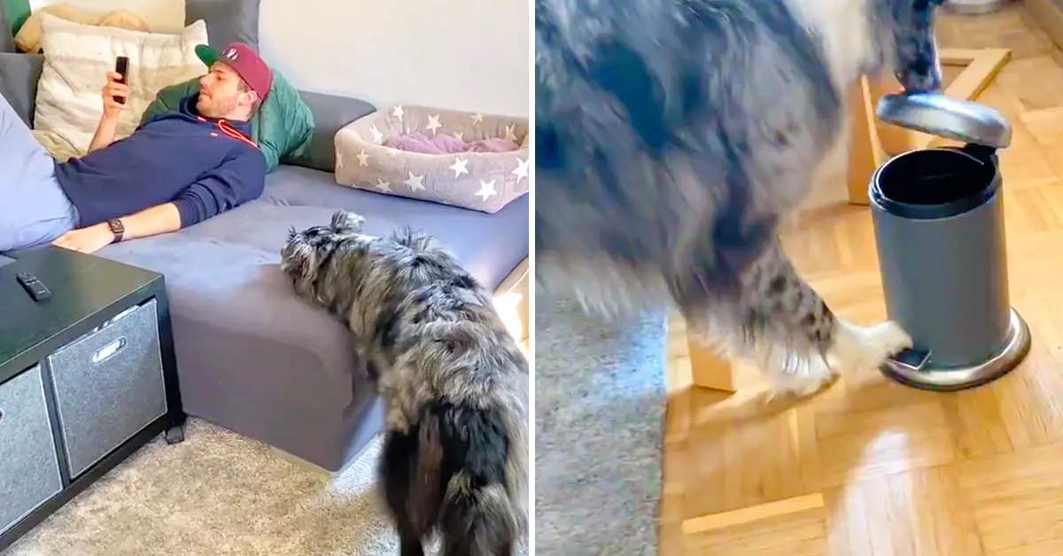 dog puts phone in trash