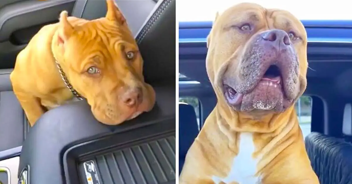 pit bull transformation