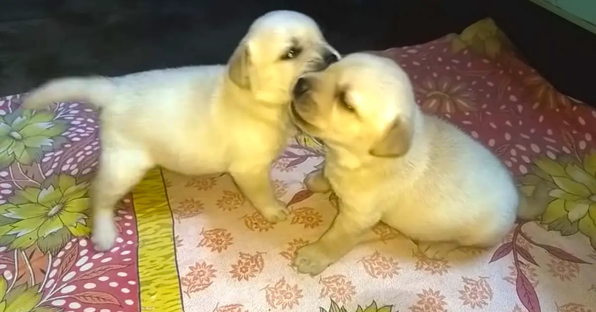 puppies fighting