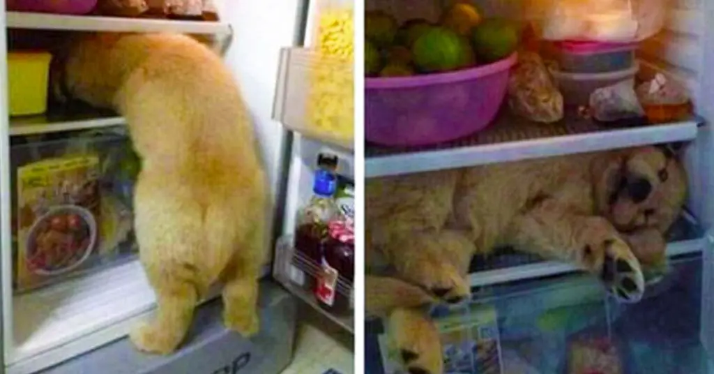 puppy in fridge