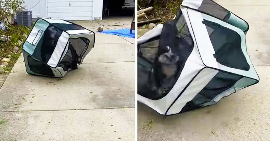 puppy playpen