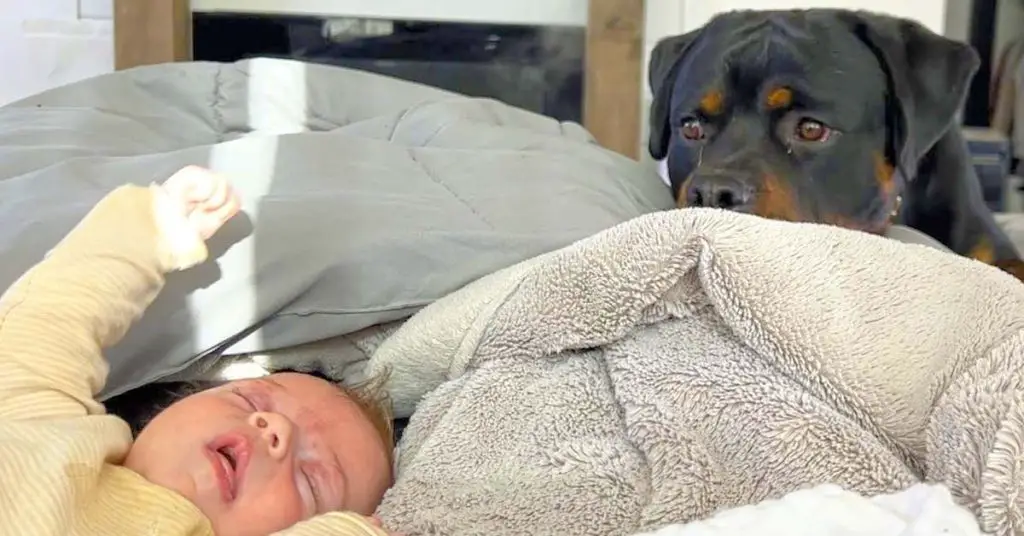 rottweiler checks newborn baby
