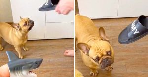 frenchie chewing on shoes