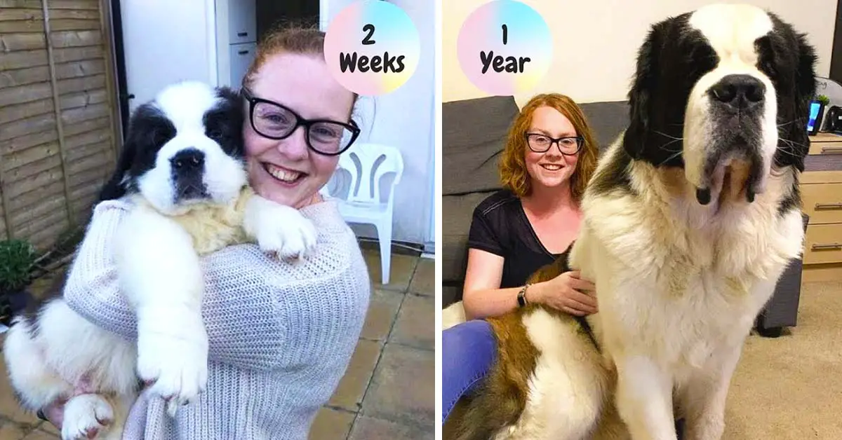 Alaskan Malamute Is So Excited To Meet His Little Sister, He Howls In ...