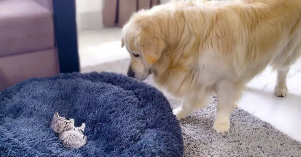 tiny kitten in dog bed