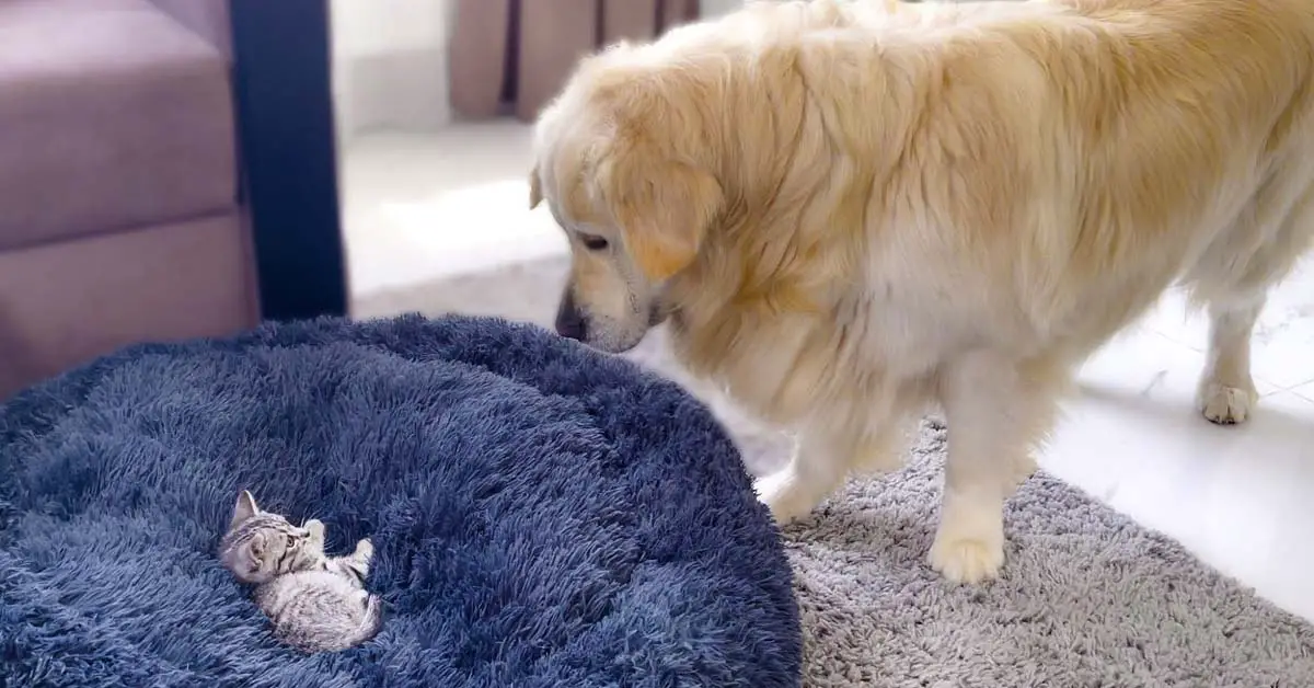 Golden Retriever Has Complete Meltdown Over Tiny Kitten In His Bed