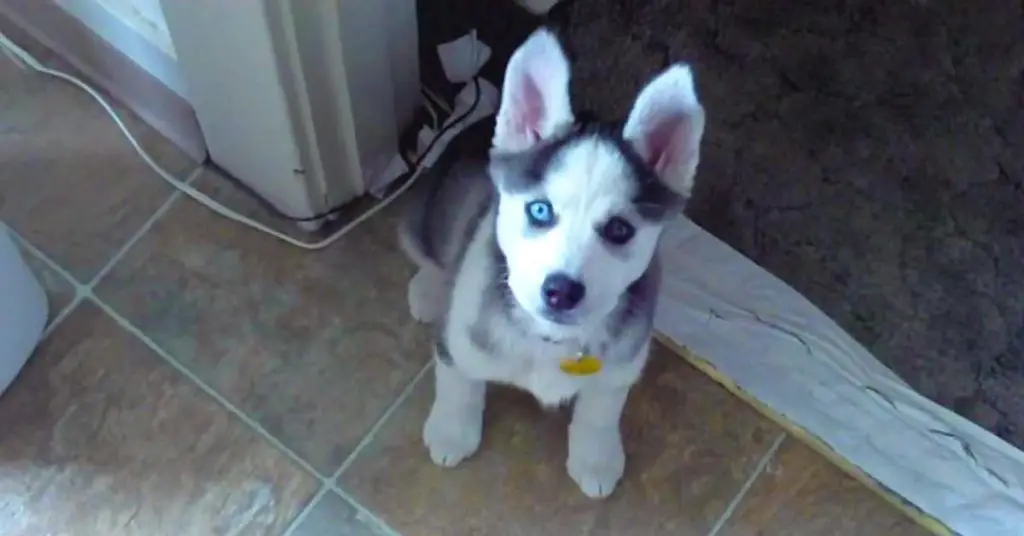 adorable husky puppy