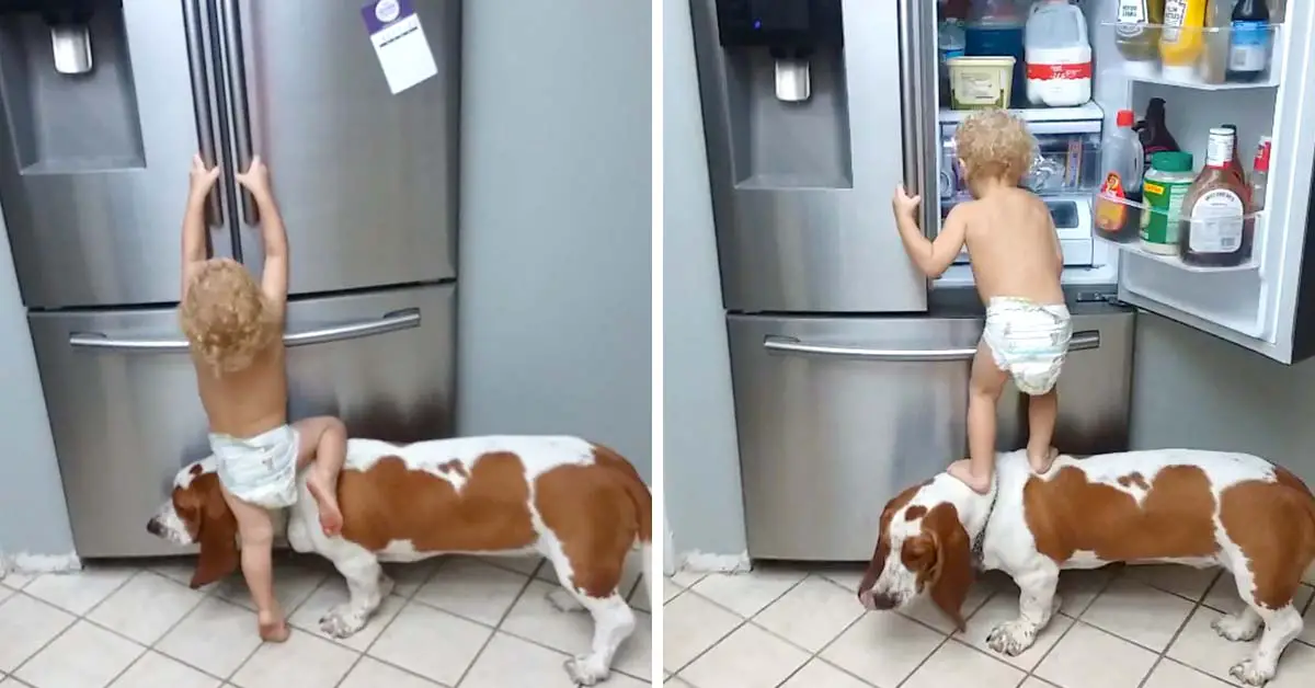 baby and dog raid the fridge