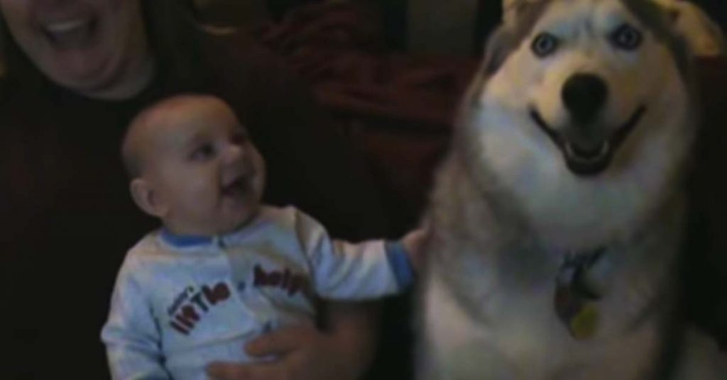 baby laughs at husky