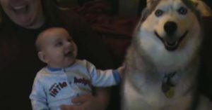 baby laughs at husky