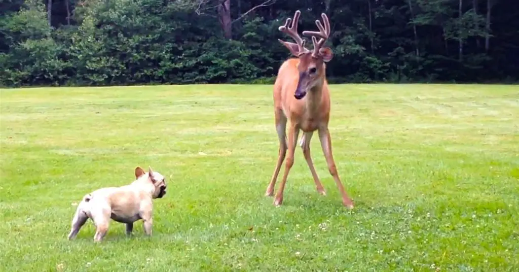 deer and french bulldog