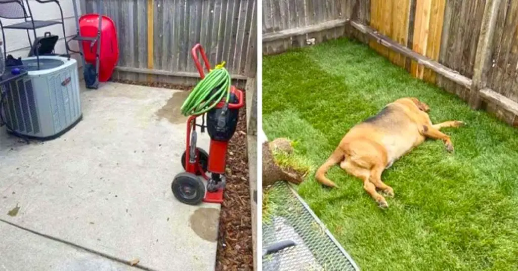 dog gets a back yard