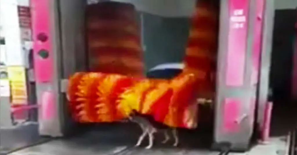 dog at car wash