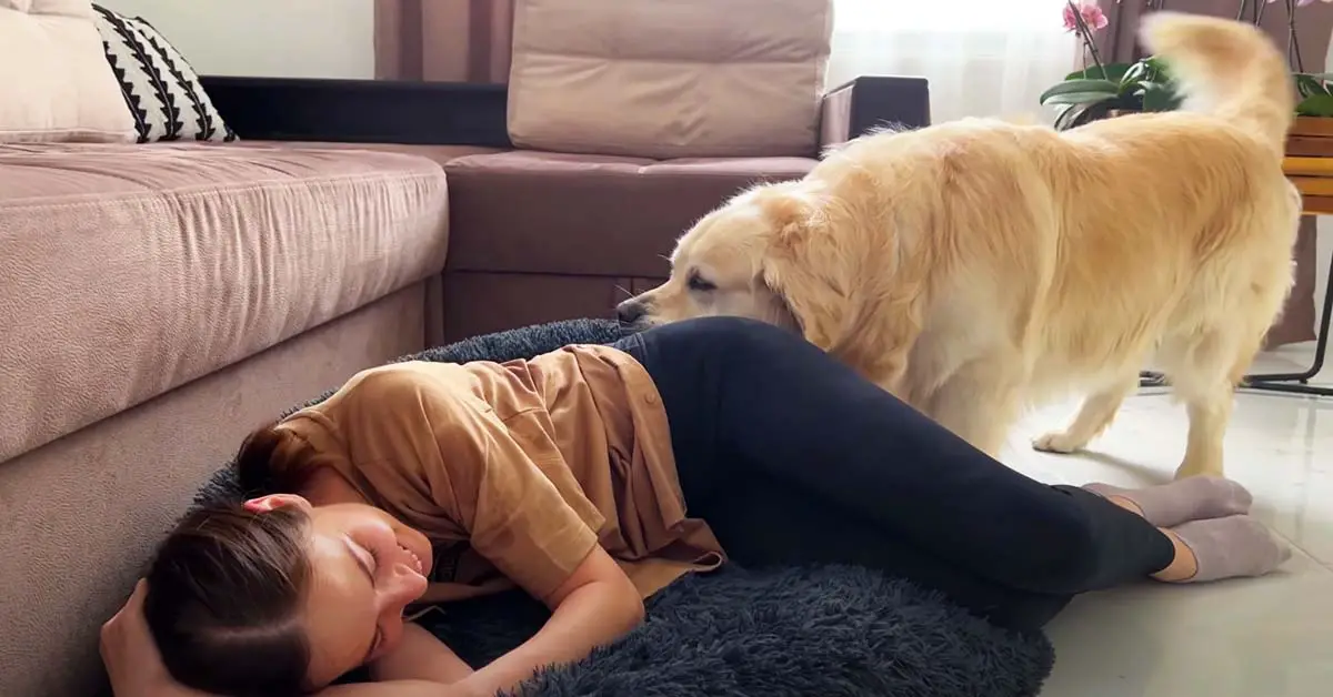 dog drags bed