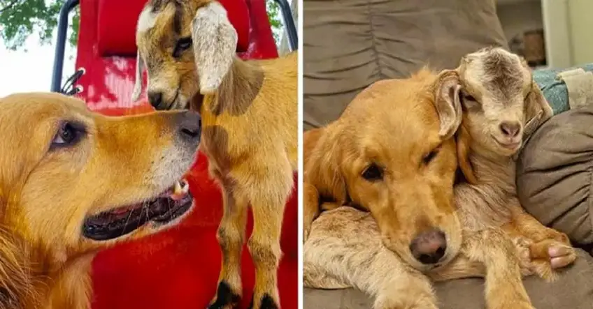 dog with baby goats