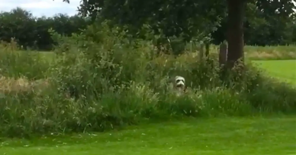 dog hiding in grass