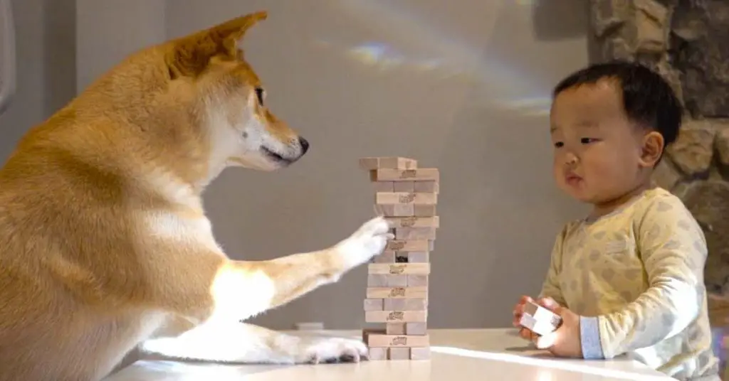 dog plays jenga