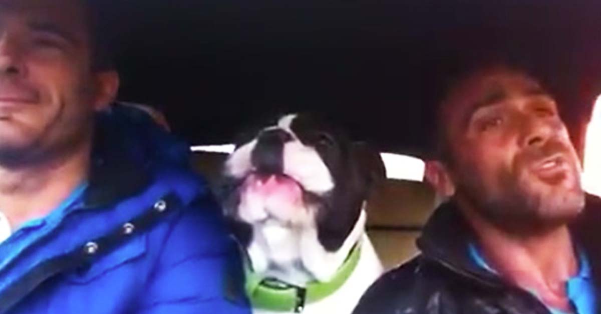 dog sings in car