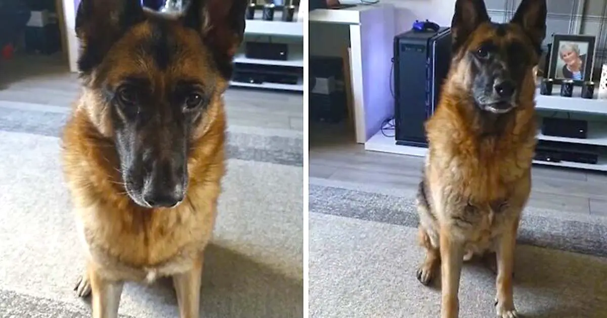 dog turns around