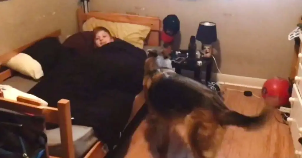 dog wakes kids for school
