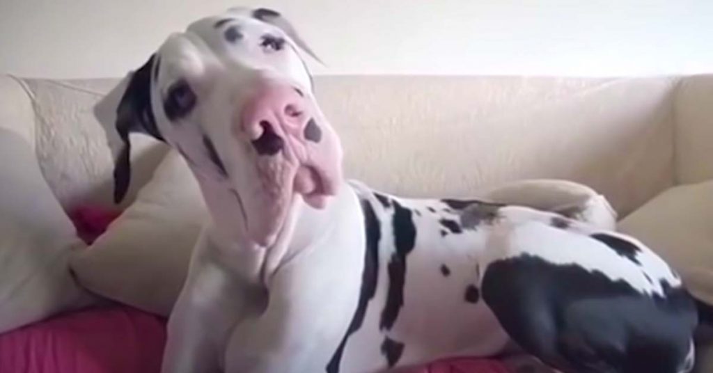 great dane loves hugs