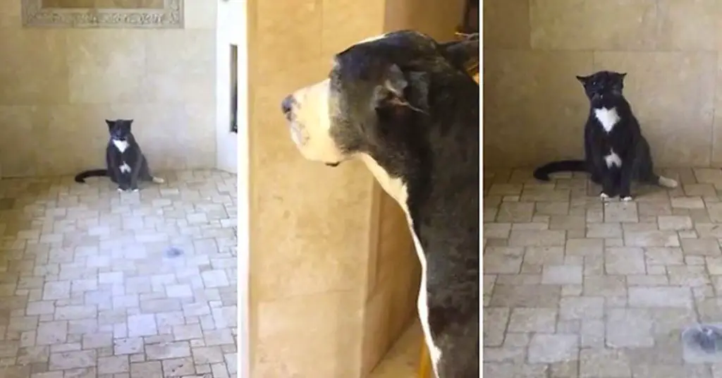 great dane shower