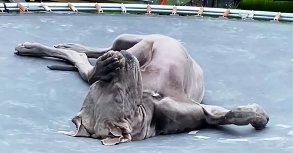 great dane on trampoline